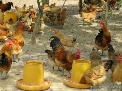 养土鸡苗的效益 贵州养鸡场 重庆养鸡培训班 贵州养殖扶持款 求购土鸡苗