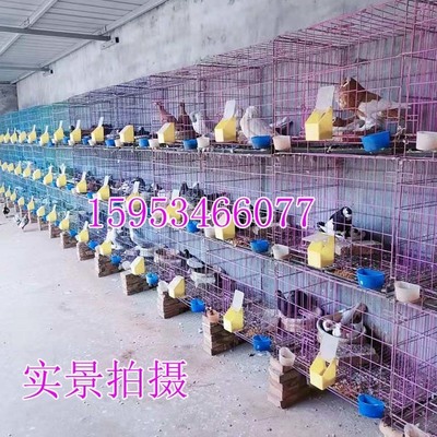 北京彩贝鸽子养殖场 彩贝鸽子小鸽子鸽娃子 彩贝鸽子一对价格
